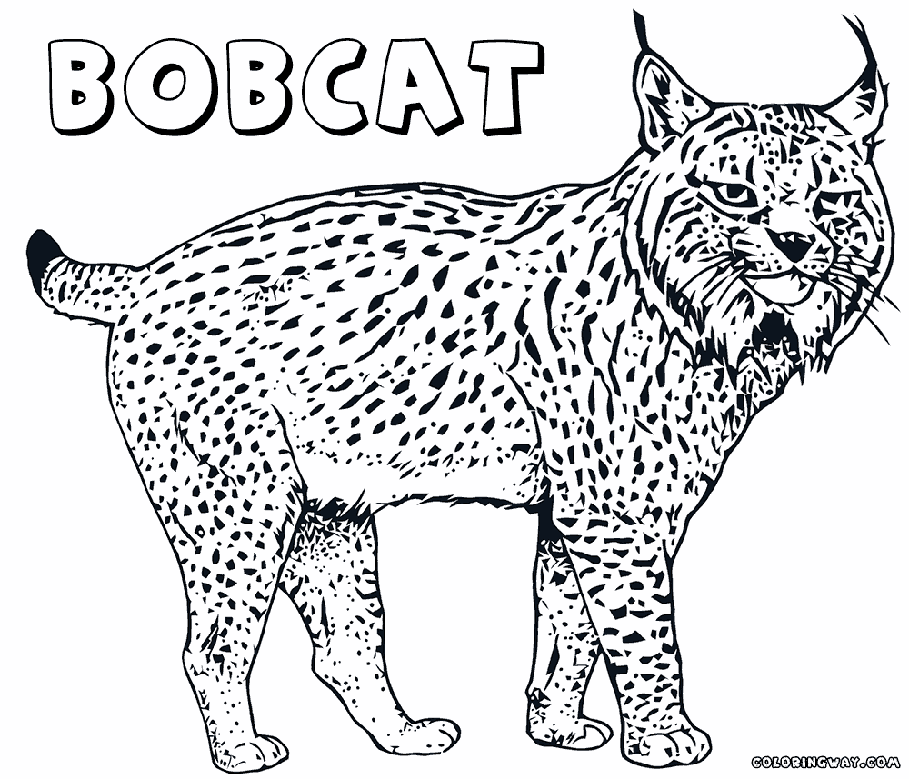 Download Lynx Coloring Page For Adults Kids - 341+ Crafter Files for Cricut, Silhouette and Other Machine