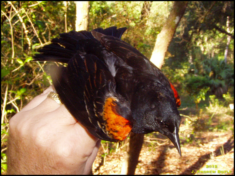 Red-winged Blackbird