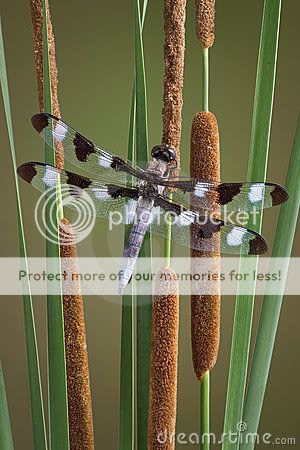 cattail Pictures, Images and Photos