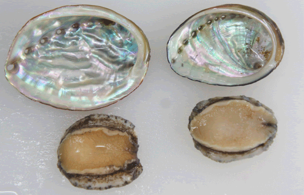 Fish Food Times 7 15 鮮魚コンサルタント樋口知康