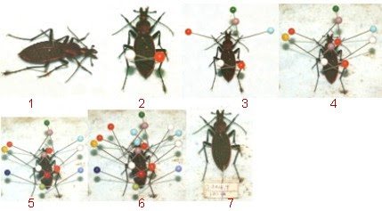 昆蟲的觀察採集與標本製作