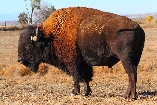 IMG_6628 Bison, Rocky Mountain Arsenal National Wildlife Refuge