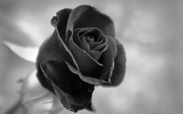 Menikahi wanita yang sedang hamil karena Zina dan Cerai Menikahi wanita yang sedang hamil karena Zina dan Cerai