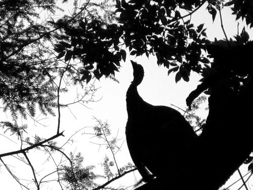 Turkeys_7