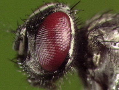 Die Fliege aus der Nähe