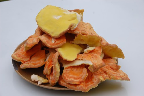 one kilogram of chicken of the woods