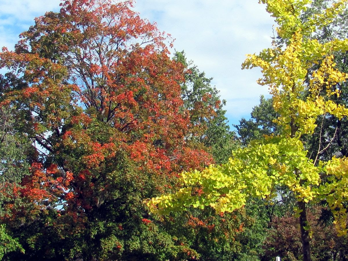 Foliage photo IMG_0177a_zps30f24b36.jpg