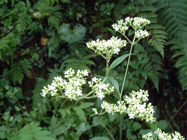 夏から秋にかけての花 その2 因島自然観察 しまなみ人