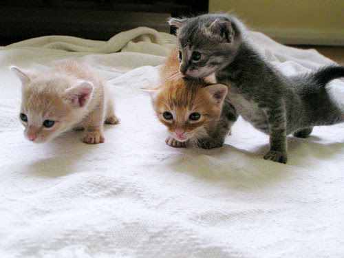 Cute Cats