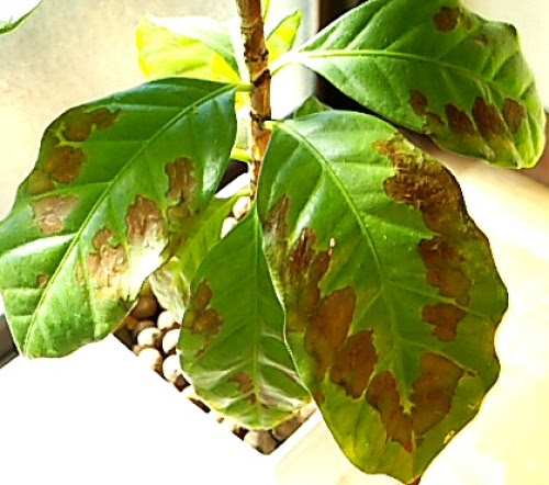 コーヒーの木 まだらに茶色い下葉が目に余る お買いもの 楽天ブログ