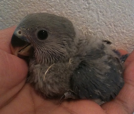 手乗りコザクラインコ 販売のページ プラチナウルフ