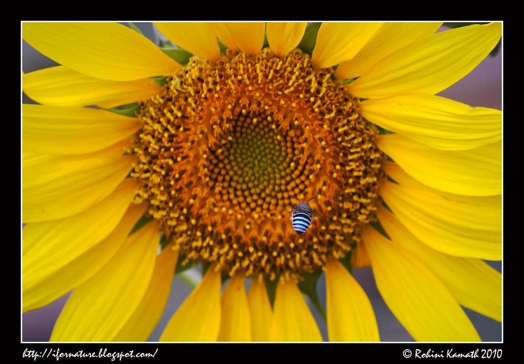 Sun Flower with Little Blue Insect