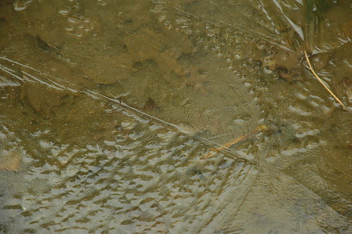 Iced pond, Rock Garden, BBG