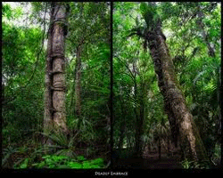 http://www.deguate.com/artman/uploads/25/mundo2.gif
