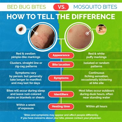 Identifying Bed Bug Bites: A Guide