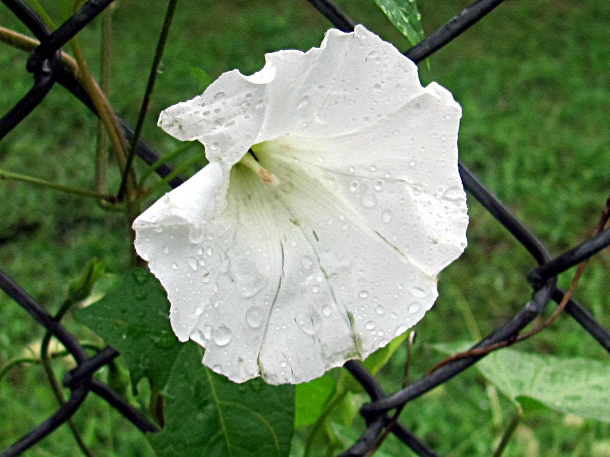 Fence in bloom