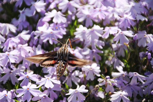 hummingbird moth 2