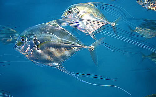 江ノ島小屋の魚図鑑 魚名 あ行 いい