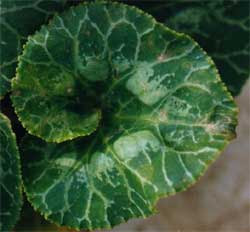 シクラメンの病気について