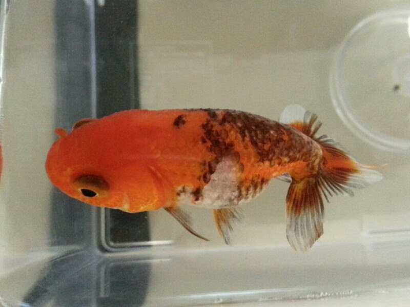 らんちゅうの 黒斑病 治療１３日目 まったりアクア