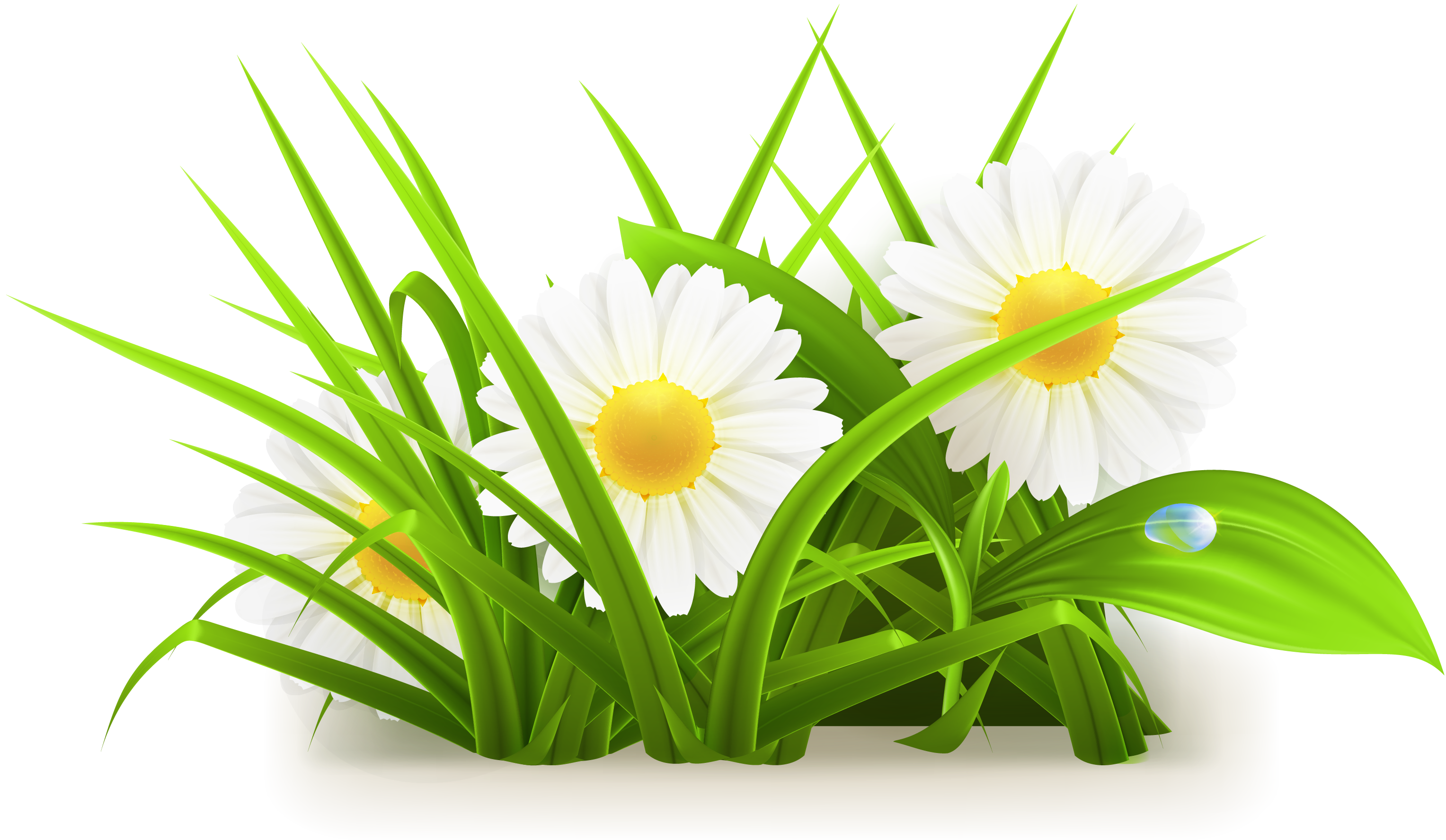 Free Daisy Flower Vector Svg 436 SVG PNG EPS DXF File
