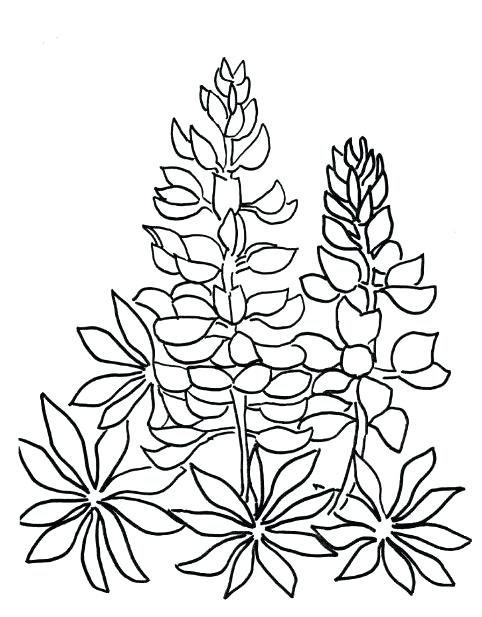 The best free Bluebonnet coloring page images. Download from 41 free