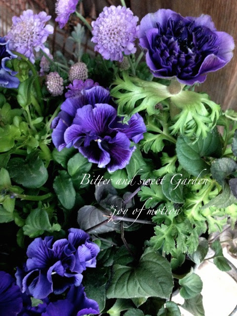 アネモネ オーロラブルーとパープル系のお花の寄せ植え Bitter And Sweet Garden Joy Of Motion