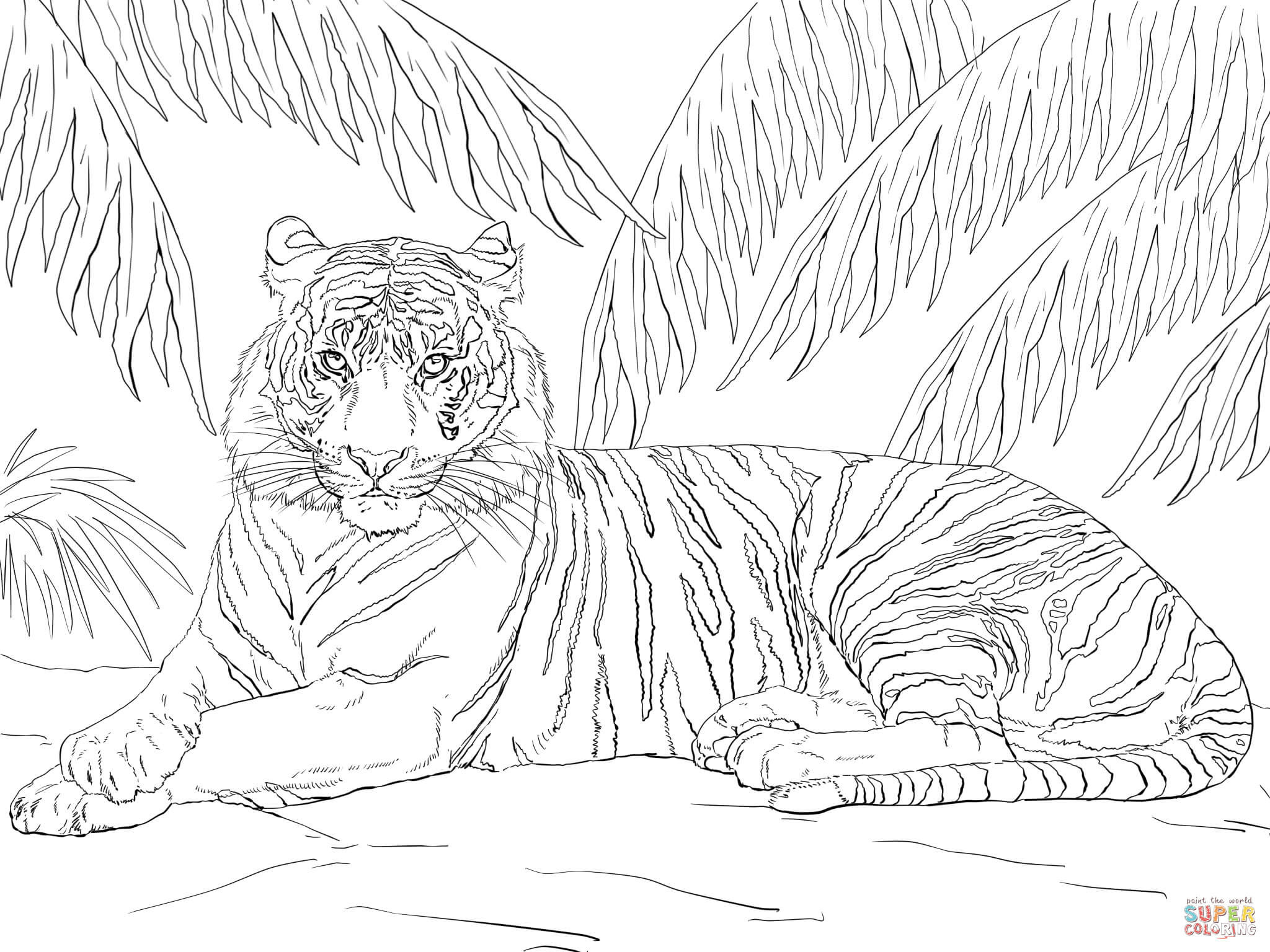 adult coloring pages tiger at getcoloringscom free