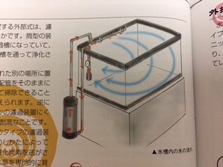 エアレーション エアストーンは必要か 適当金魚