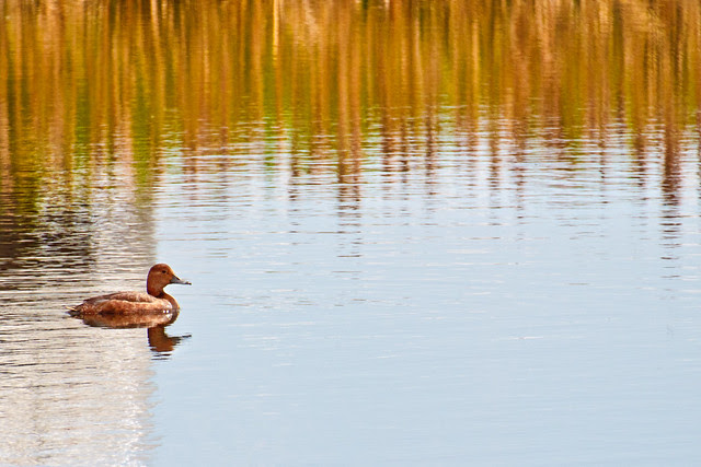 Shooting Ducks.
