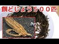 √無料でダウンロード！ ドジョウ の飼い方 325952-ドジョウの飼い方 餌