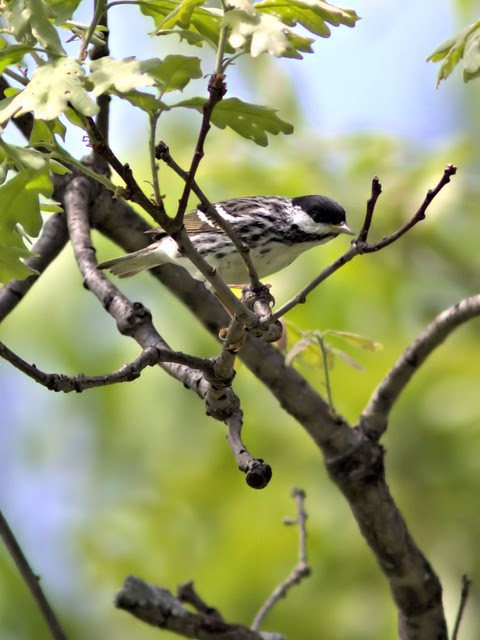 Blackpoll Warbler 20130516