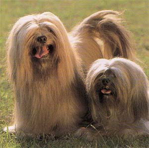 ラサアプソブリーダーpets Hop犬舎