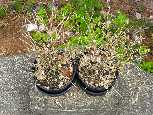 Dead Herb Plants 02