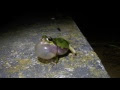 蛙 面白い 163615-カエル 面白い生態