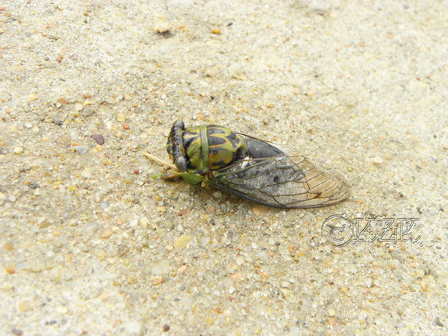 DSCN2228 Cicada