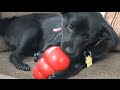 Kong Classic Dog Toy