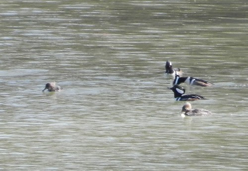 Hooded Mergansers
