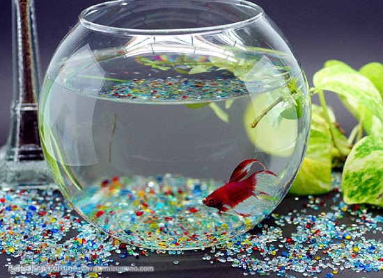 ベタ ショーベタ の基礎知識 ベタから始めるインテリア水槽 熱帯魚のことなら みずものコム