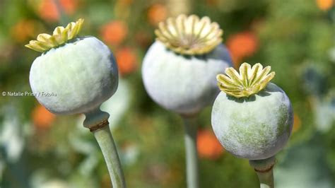 schlafmohn vielfaeltige verwendung  medizin und