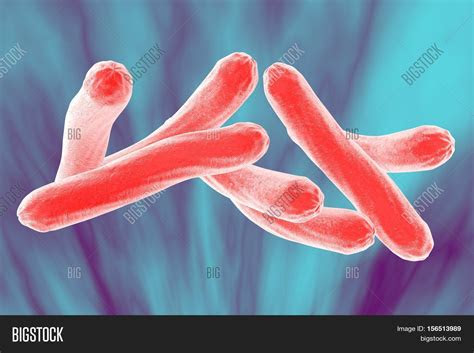 bacteria   tuberculosis image photo bigstock
