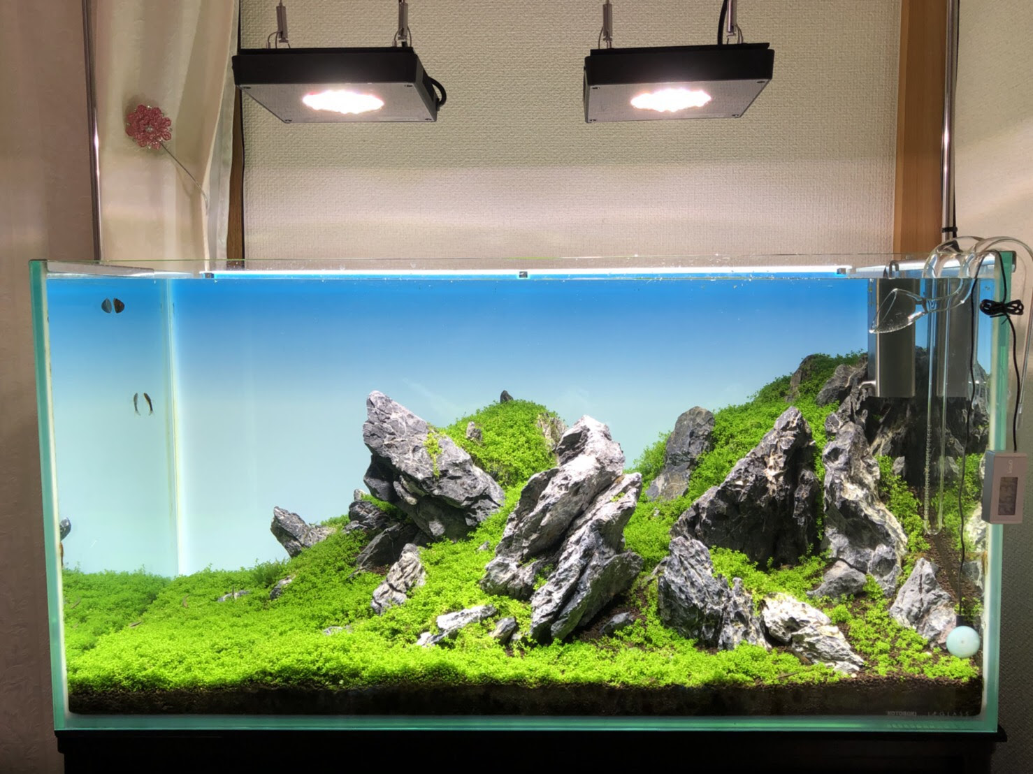 出張レイアウト水槽のその後 気になりませんか Aquarium Tall Man