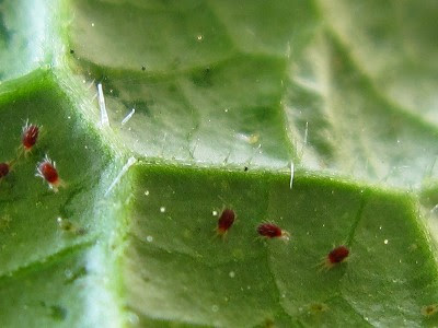 ベランダ菜園 きゅうり ハダニ退治 中野発あちこち