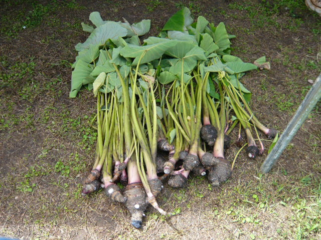 Alohaなハワイ留学 Ka Makani Pumehana Punalu U Lo I Kalo