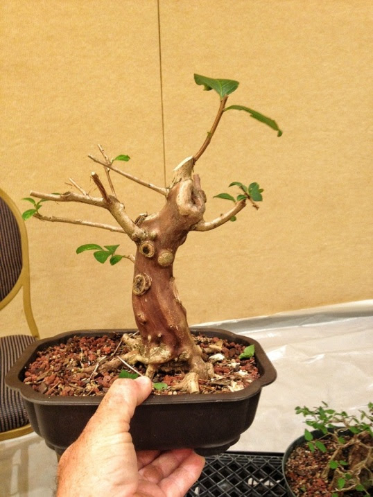 20130601-094745.jpg