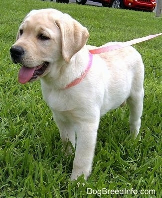 cute yellow labrador puppy. Yellow Labrador Retriever