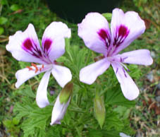 フレンシャムレモン ゼラニウム センテッドゼラニウム Scented Geranium 楽天ブログ