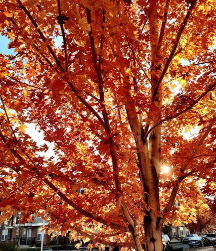October leaves.
