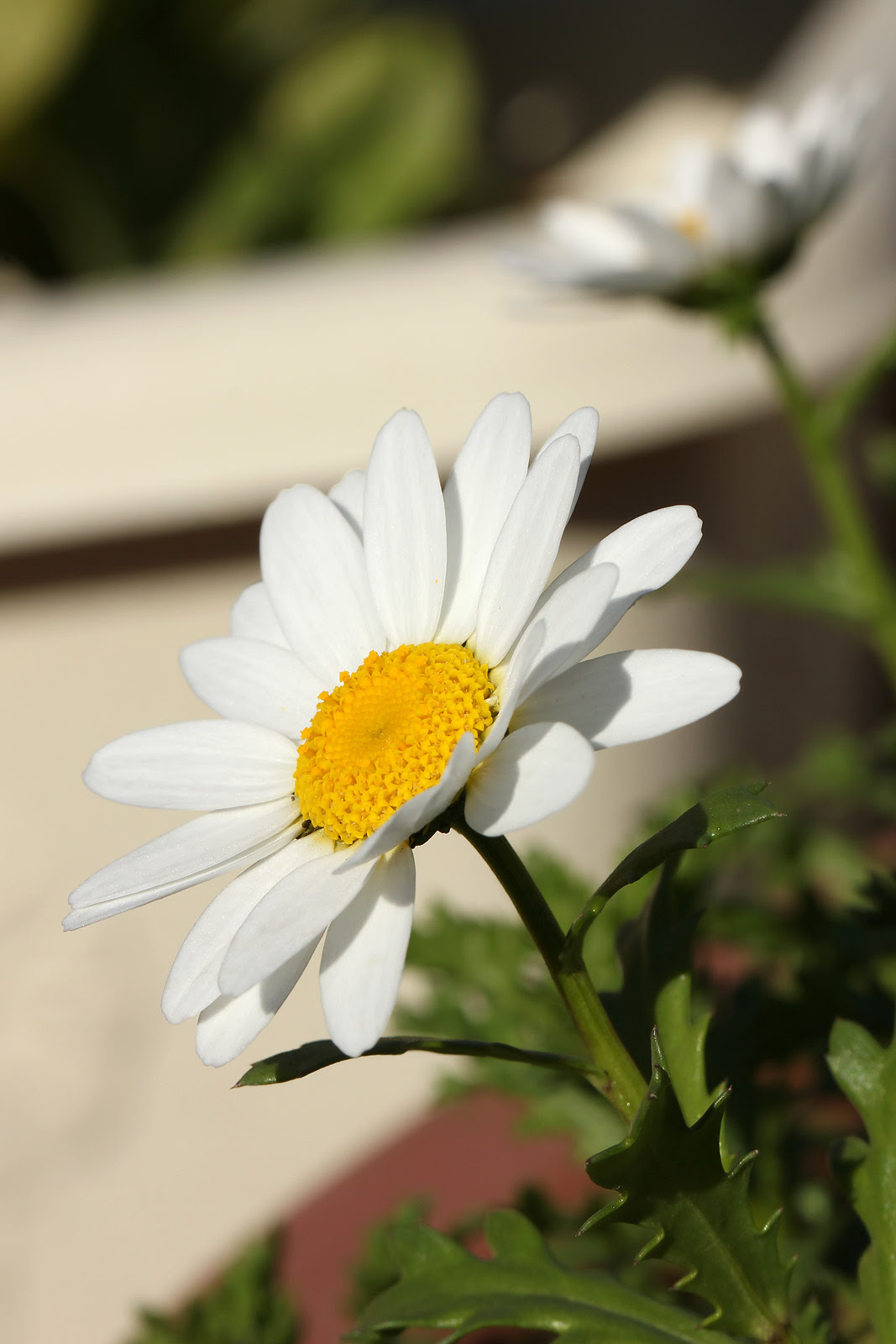 お花の写真集 ノースポール