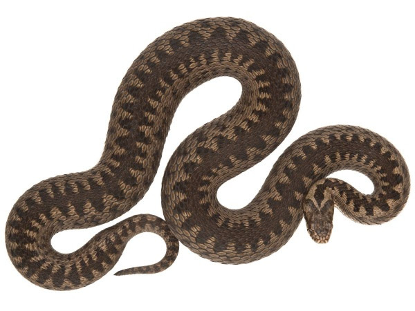 Hoggorm - Norsk Herpetologisk Forening